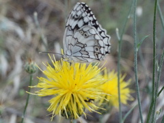 Melanargia larissa