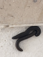 Acanthoiulus cassinensis