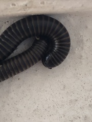 Acanthoiulus cassinensis