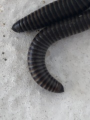 Acanthoiulus cassinensis