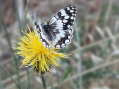 Melanargia larissa