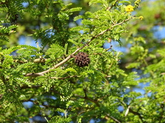 Cephalotelium macowanianum