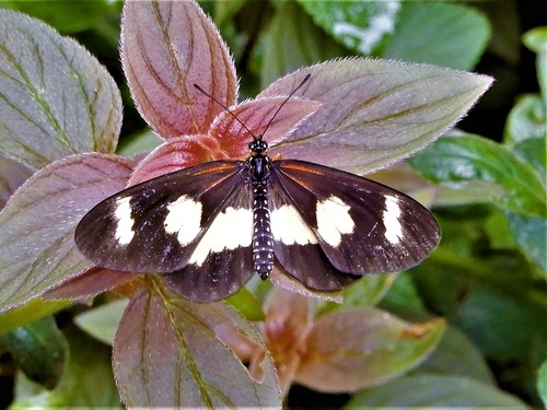 Yellow-banded Amber