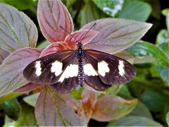 Acraea cabira