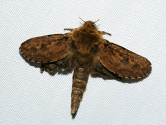 Oncopera rufobrunnea