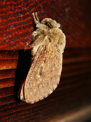 Oncopera rufobrunnea