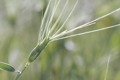 Aegilops