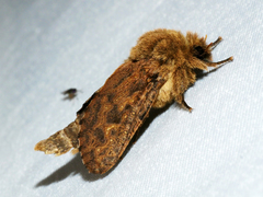 Oncopera rufobrunnea