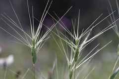 Aegilops