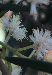 Acacia linifolia