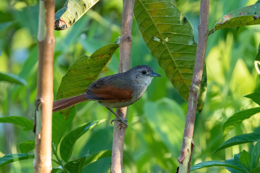 Plain-Crowned Spinetail
