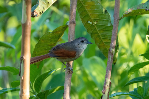 Plain-crowned Spinetail