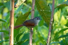 Synallaxis gujanensis