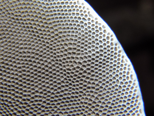 Hexagonia tenuis