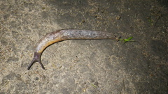 Milacidae