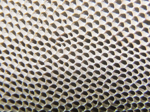 Hexagonia tenuis