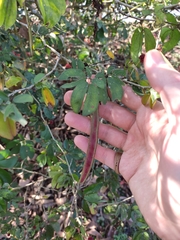 Calliandra tergemina