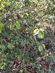 Calliandra tergemina