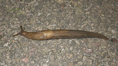 Milacidae
