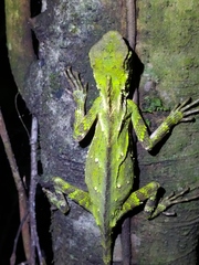 Gonocephalus kuhlii