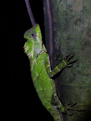 Gonocephalus kuhlii