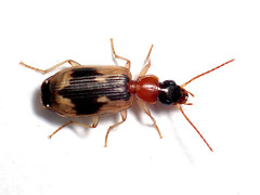 Anomotarus