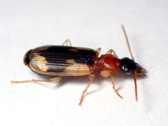 Anomotarus