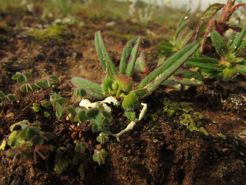Image of Euphorbia cuphosperma by (c) Carlos Martorell, some rights reserved (CC BY)
