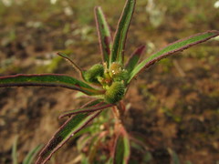 Euphorbia cuphosperma