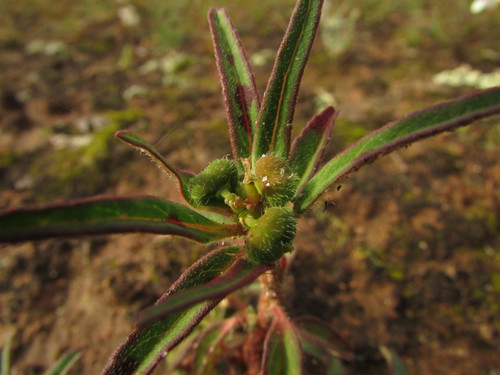Image of Euphorbia cuphosperma by (c) Carlos Martorell, some rights reserved (CC BY)
