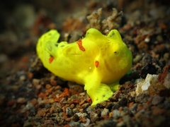 Antennarius maculatus