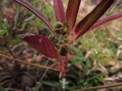 Euphorbia cuphosperma