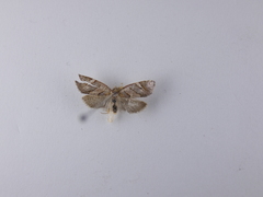 Ecclitica torogramma