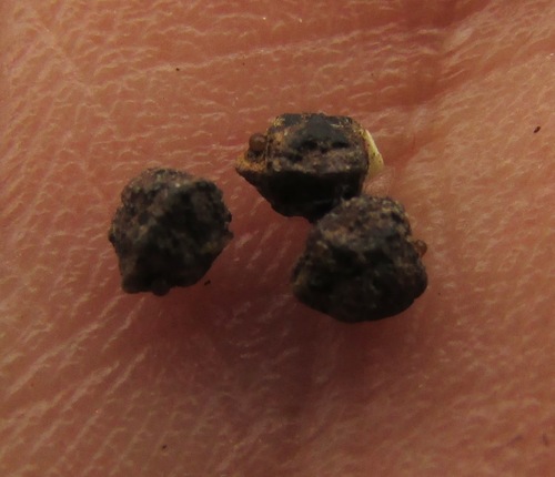 Image of Euphorbia cuphosperma by (c) Carlos Martorell, some rights reserved (CC BY)