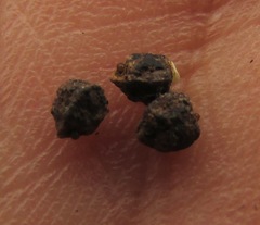 Euphorbia cuphosperma