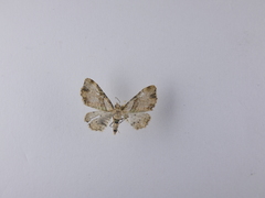 Chloroclystis sphragitis