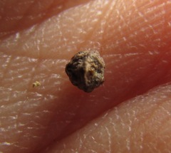 Euphorbia cuphosperma