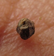 Euphorbia cuphosperma