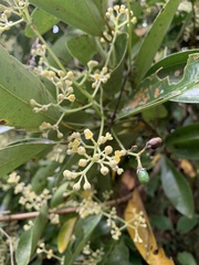 Cinnamomum iners