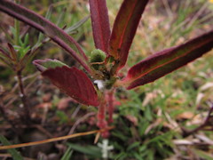 Euphorbia cuphosperma