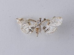Trichophysetis cretacea
