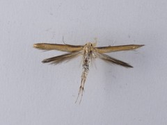 Stathmopoda skelloni