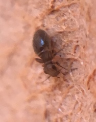 Lepinotus patruelis