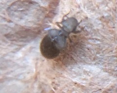 Lepinotus patruelis