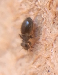Lepinotus patruelis