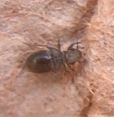 Lepinotus patruelis