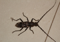 Cerambycidae