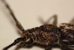 Cerambycidae