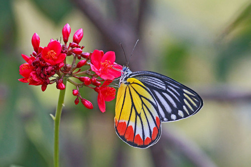 Delias hyparete (Linnaeus, 1758)