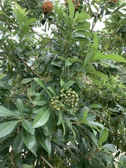 Angiospermae